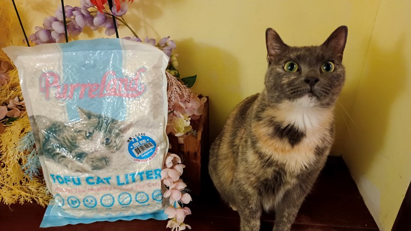 女人知己試用大隊,口碑行銷,部落客行銷,PurreLand 倍淨豆腐貓砂,好市多購買,COSTCO購買,豆腐貓砂,PurreLand倍淨,低粉塵,易清理,可沖馬桶,提供絕佳的除臭與凝結力,豆腐貓砂評價,貓砂評價,使用心得,貓砂分享,好用,原味,綠茶,豆腐砂,水量需完全覆蓋貓砂,水量需貓砂的2~3倍以上,豆腐砂評價,高CP值,划算